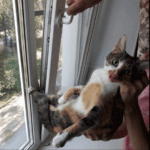Kot zaklinowany w oknie uchylnym