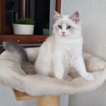 Idylla Małe Białe PL, kotka syberyjska Neva Masquerade