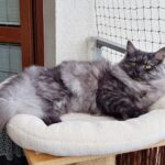 Helena Małe Białe PL, kotka syberyjska