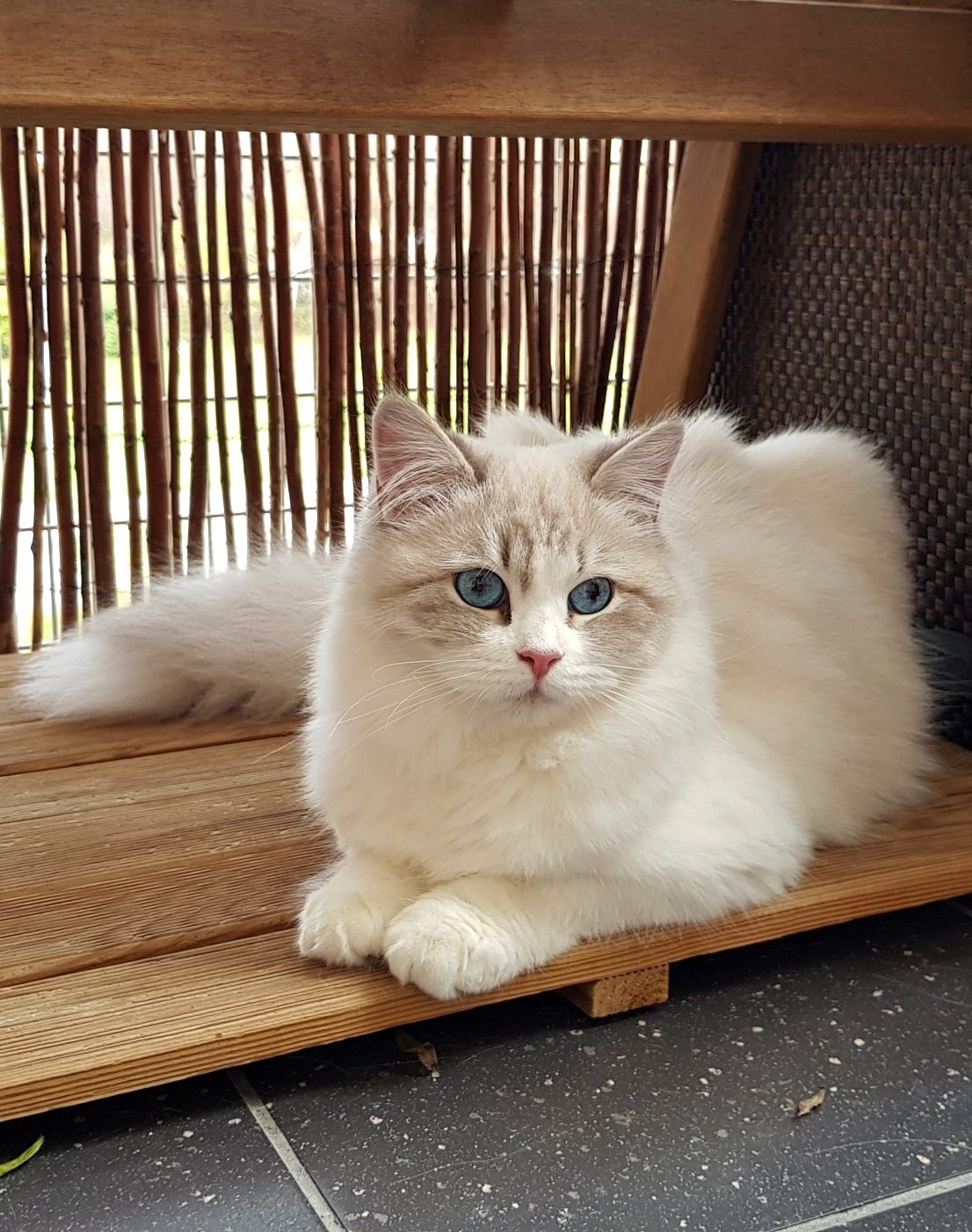 Idylla Małe Białe PL, kotka syberyjska, Neva Maquerade