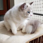 Idylla Małe Białe PL, kotka syberyjska, Neva Maquerade