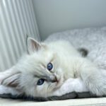 Leokadia Małe Białe PL, kotka syberyjska Neva Masquerade