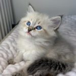 Lukrecja Małe Białe PL, kotka syberyjska, Neva Masquerade