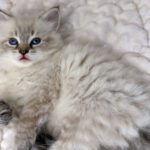 Lukrecja Małe Białe PL, kotka syberyjska, Neva Masquerade