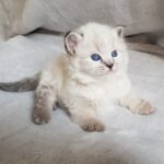 Matylda Małe Białe PL, kotka syberyjska_Neva Masquerade