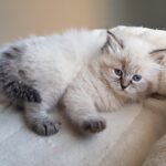 Melania Małe Białe PL, kotka syberyjska, Neva Maquerade