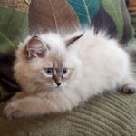 Melania Małe Białe PL, kotka syberyjska, Neva Maquerade
