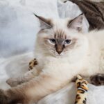 Melania Małe Białe PL, kotka syberyjska Neva Masquerad