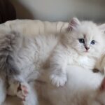 Noemi Małe Białe PL, kotka syberyjska, Neva Masquerade