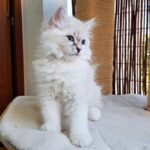 Noelia Małe Białe PL, kotka syberyjska, Neva Masquerade
