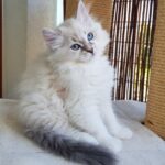 Noelia Małe Białe PL, kotka syberyjska, Neva Masquerade