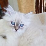 Orenya Małe Białe PL, kotka syberyjska Neva Masquerade