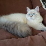 Noemi Małe Białe PL, kotka syberyjska Neva Masquerade