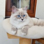 Noemi Małe Białe PL, kotka syberyjska Neva Masquerade