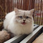 Noemi Małe Białe PL, kotka syberyjska, Neva Masquerade
