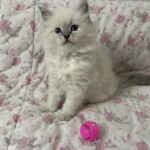 Scarlett Małe Białe PL, kotka syberyjska, Neva Masquerade