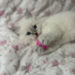 Scarlett Małe Białe PL, kotka syberyjska, Neva Masquerade