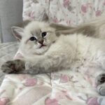 Sunshine Małe Białe PL, kotka syberyjska, Neva Masquerade