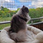 Helena Male Białe PL kotka syberyjska